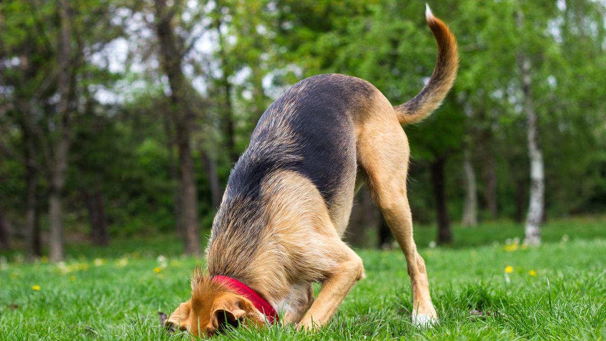 Why do dogs bury bones? - Livescience.com