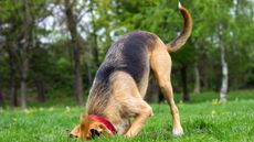 dog digging hole