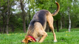 dog digging hole