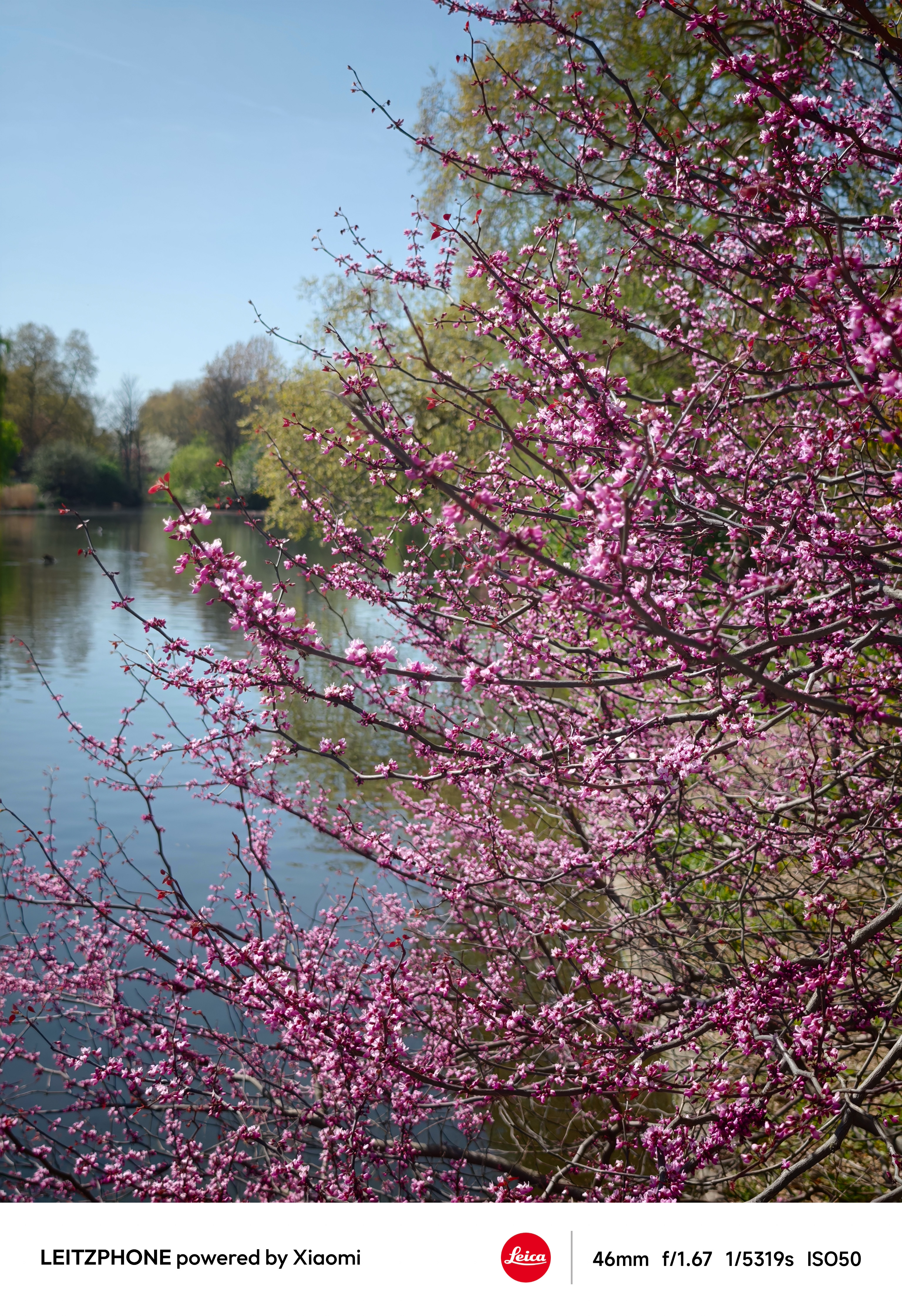 Pink blossom branches beside a calm lake on a sunny day
