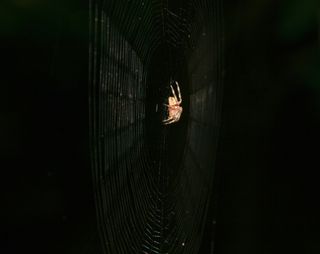 a cross spider on its web