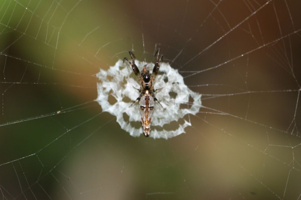 orb-web spider