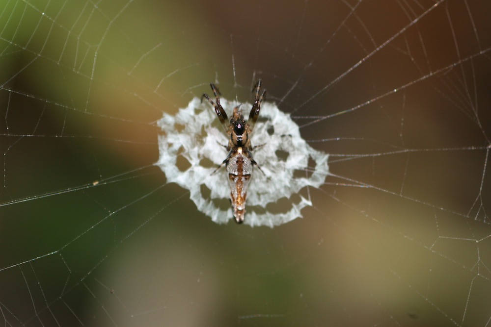 bird dung spider