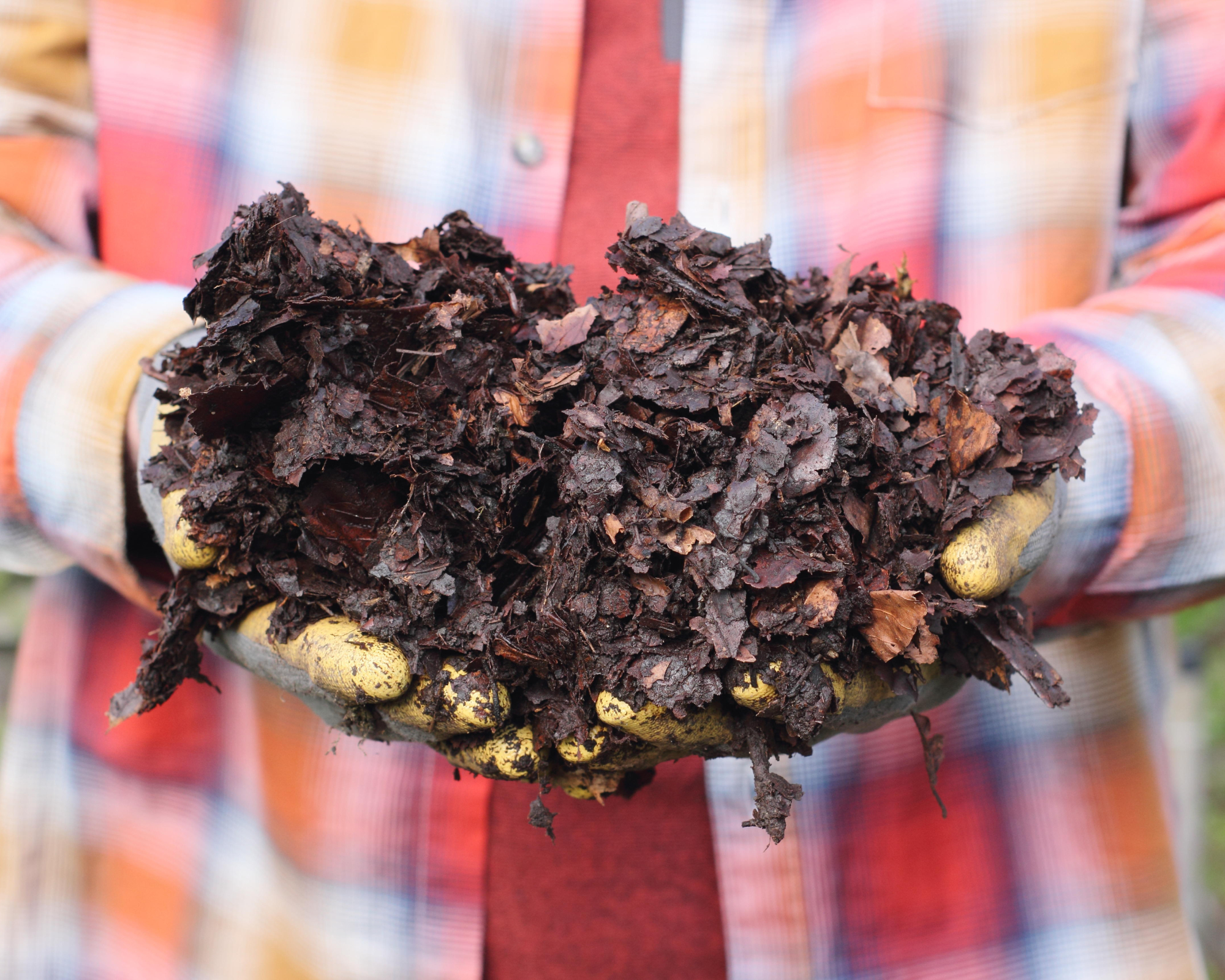 woman wearing gardening gloves holding leaf mold mulch