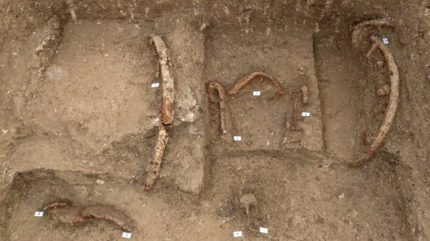 curved pieces of wood emerge from the yellow-brown dirt in an archaeological excavation