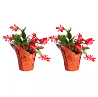 Costa Farms Indoor Holiday Cactus