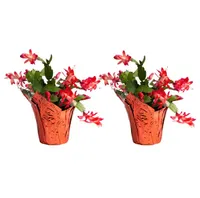 Costa Farms Indoor Holiday Cactus