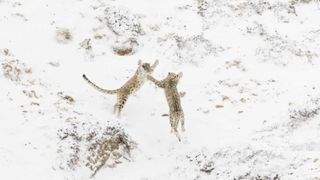 snow leopards in a snowy mountain landscape