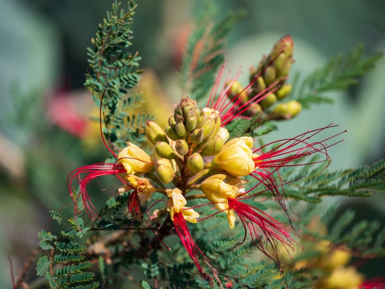 Yellow Bird Of Paradise Shrub