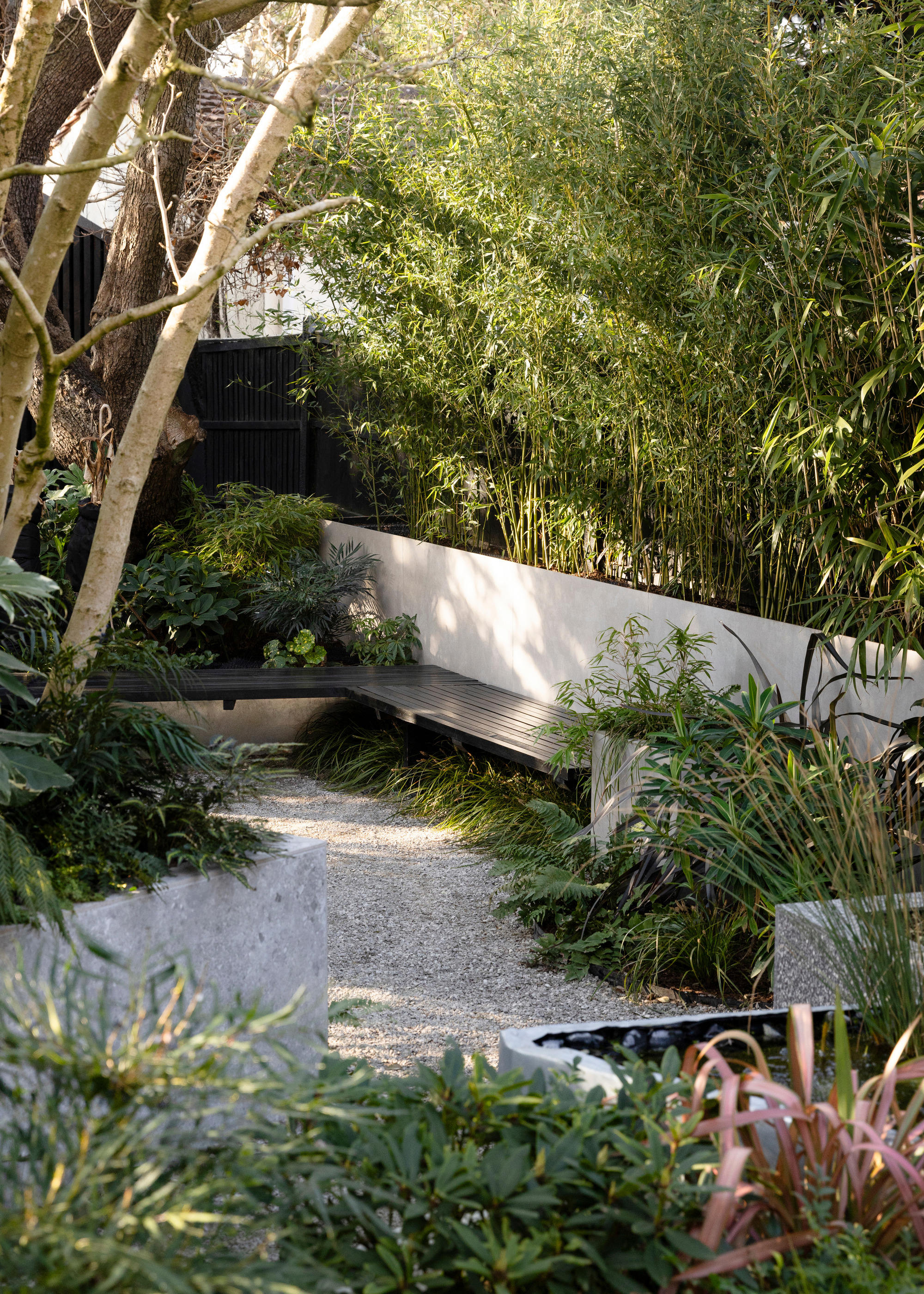 Bamboo grown in a a long white low built-in planter along a boundary edge
