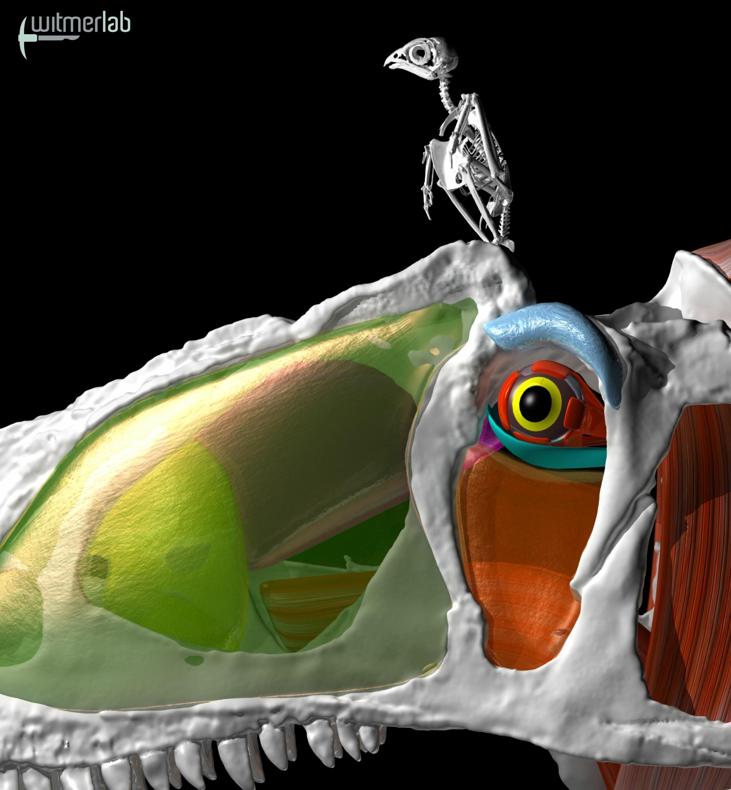 A modern-day kestrel (a small falcon) is perched atop the skull of the dinosaur Allosaurus in this illustration. A study by researchers at Ohio University found that the Allosaurus had a feeding style similar to falcons. In both cases, tearing flesh from carcasses involved grasping meat with the jaws and tugging back and up with the neck and body.