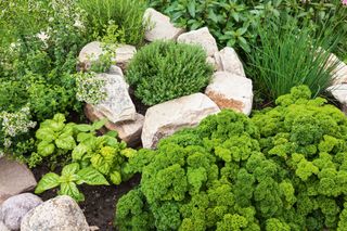 Rockery containing herbs including thyme, basil, rosemary, parsley and chives