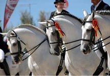 Spanish-horses.jpg