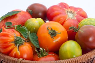 A basket of colorful, organic heirloom tomatoes.