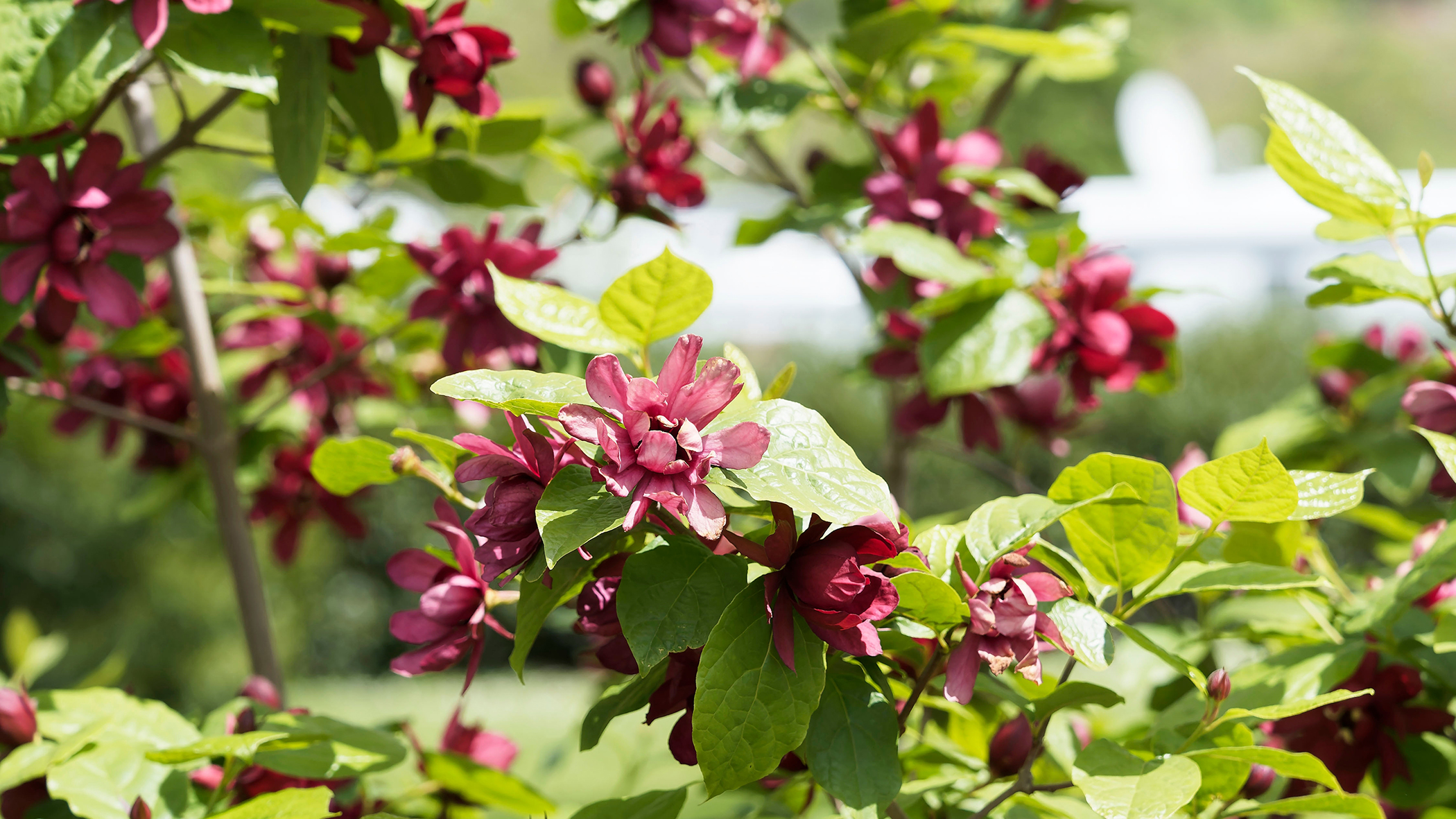 Sweetshrub calycanthus floridus