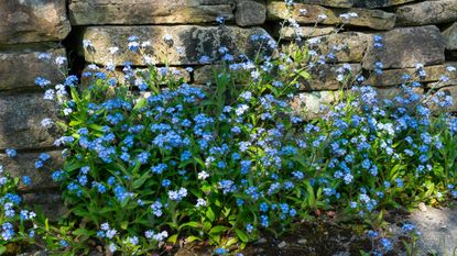 Small blue forget me nots