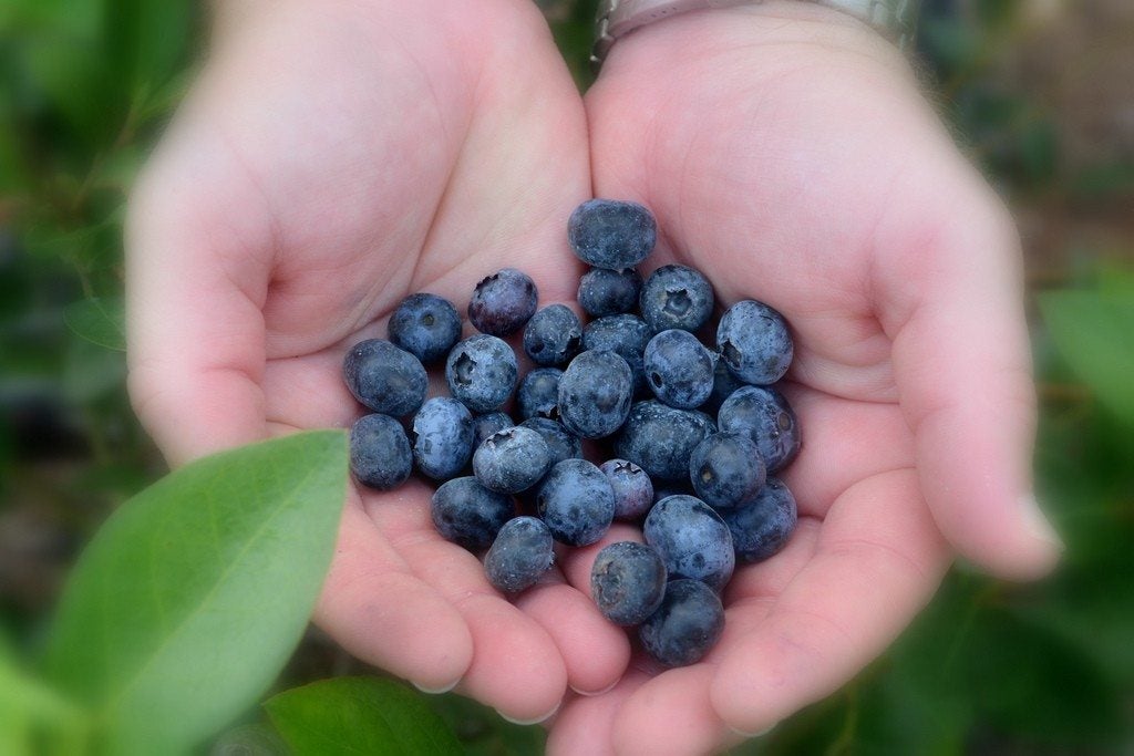Berry Harvesting Tips