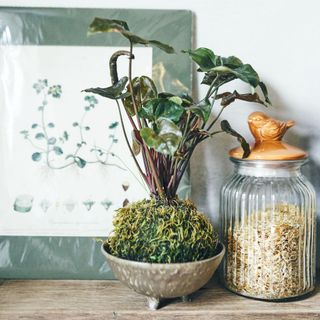 Moss in a pot next to a glass jar and in front of green print