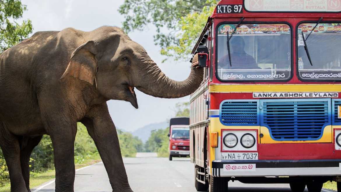 An elephant extends its trunk to a bus window, touching the driver&#039;s outstretched hand in Asia