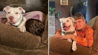 Deaf Pit Bull Dave finds new home