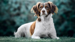 Brittany Spaniel