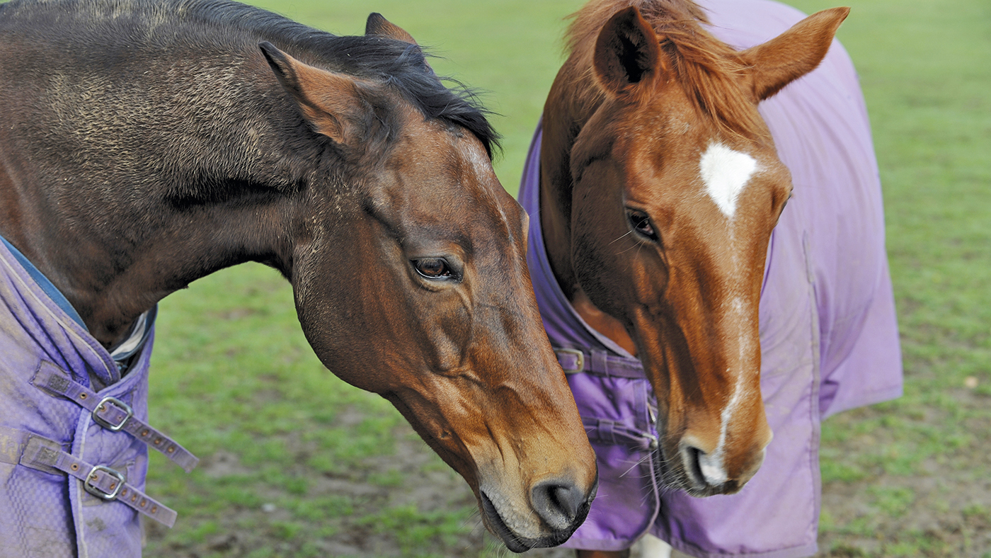 HERD BEHAVIOUR EARS COMMUNICATION