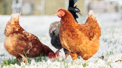 Free-range hens foraging in snow-covered grass