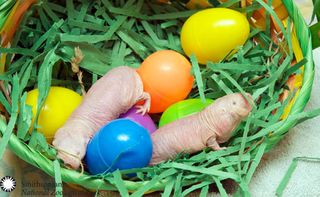 easter at the zoo