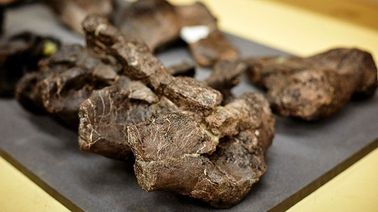 A large chunk of bone