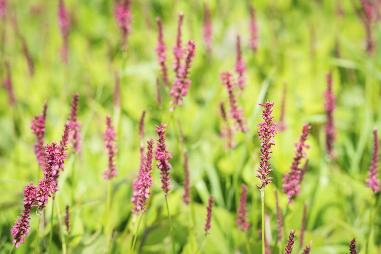 Field Of Smartweed Plants