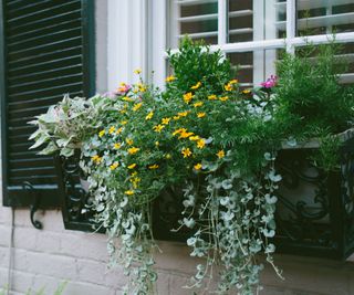window box with flowers and ivy