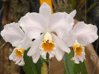 white flowering Cattleya percivaliana (Christmas orchid)