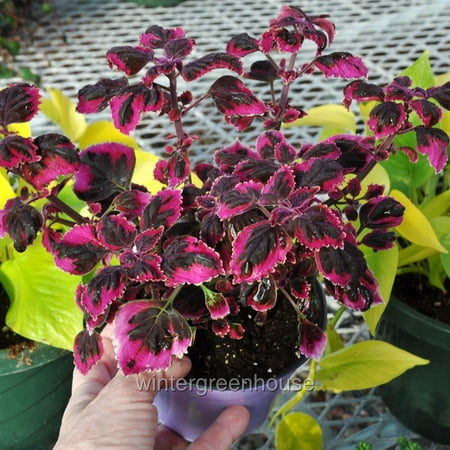 Coleus Scutellarioides, Swinging Linda, Painted Nettle - Pot Size: 4" - Colorful Foliage, Houseplants
