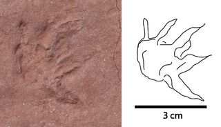 Ancient mammal footprint