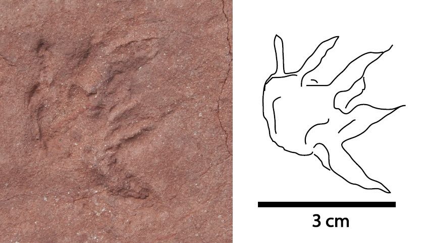 Ancient mammal footprint