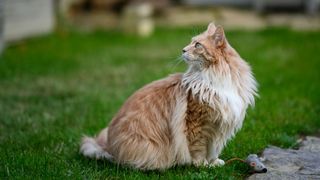 fluffy ginger cat sat on a lawn