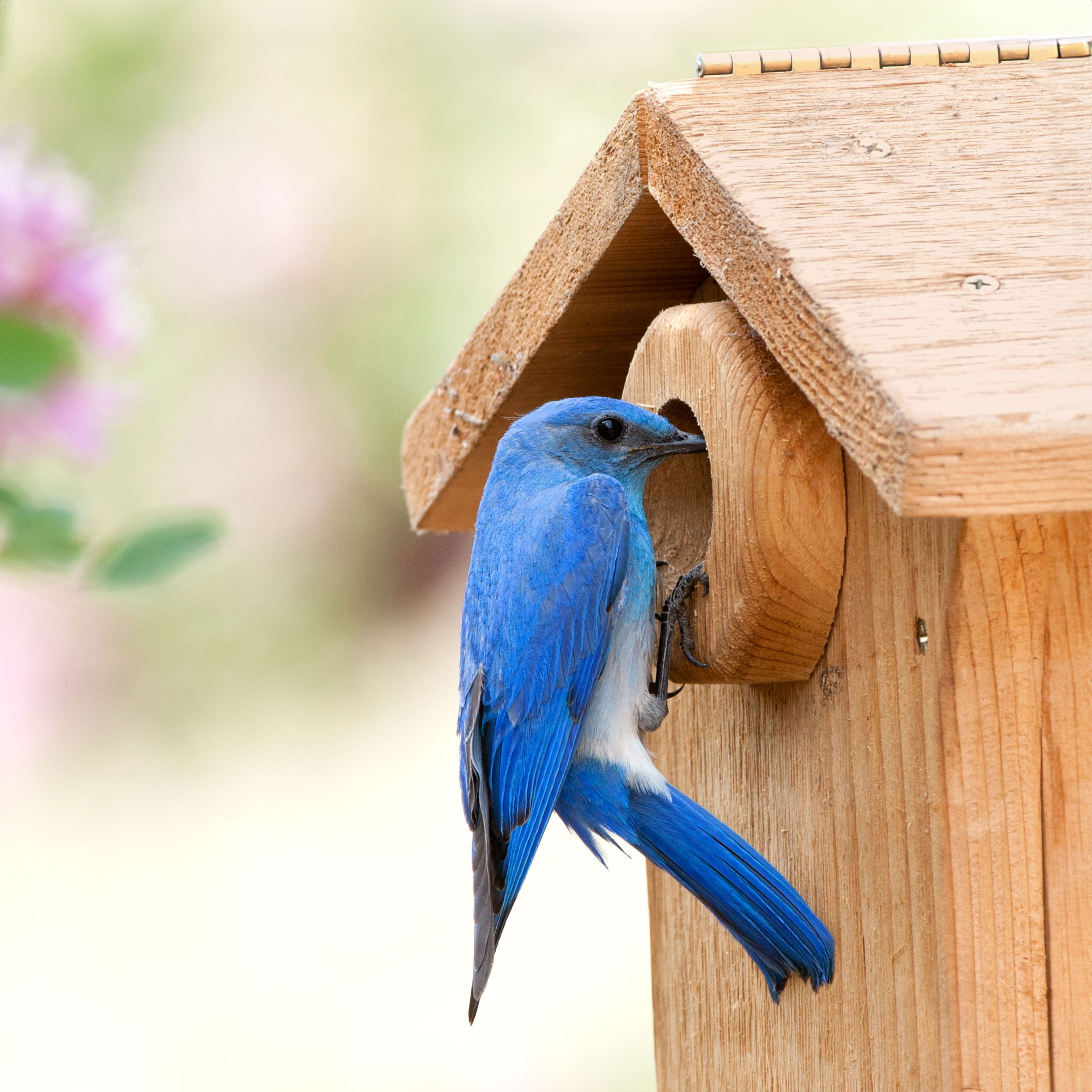 mountain bluebird perched outside bird house with camera