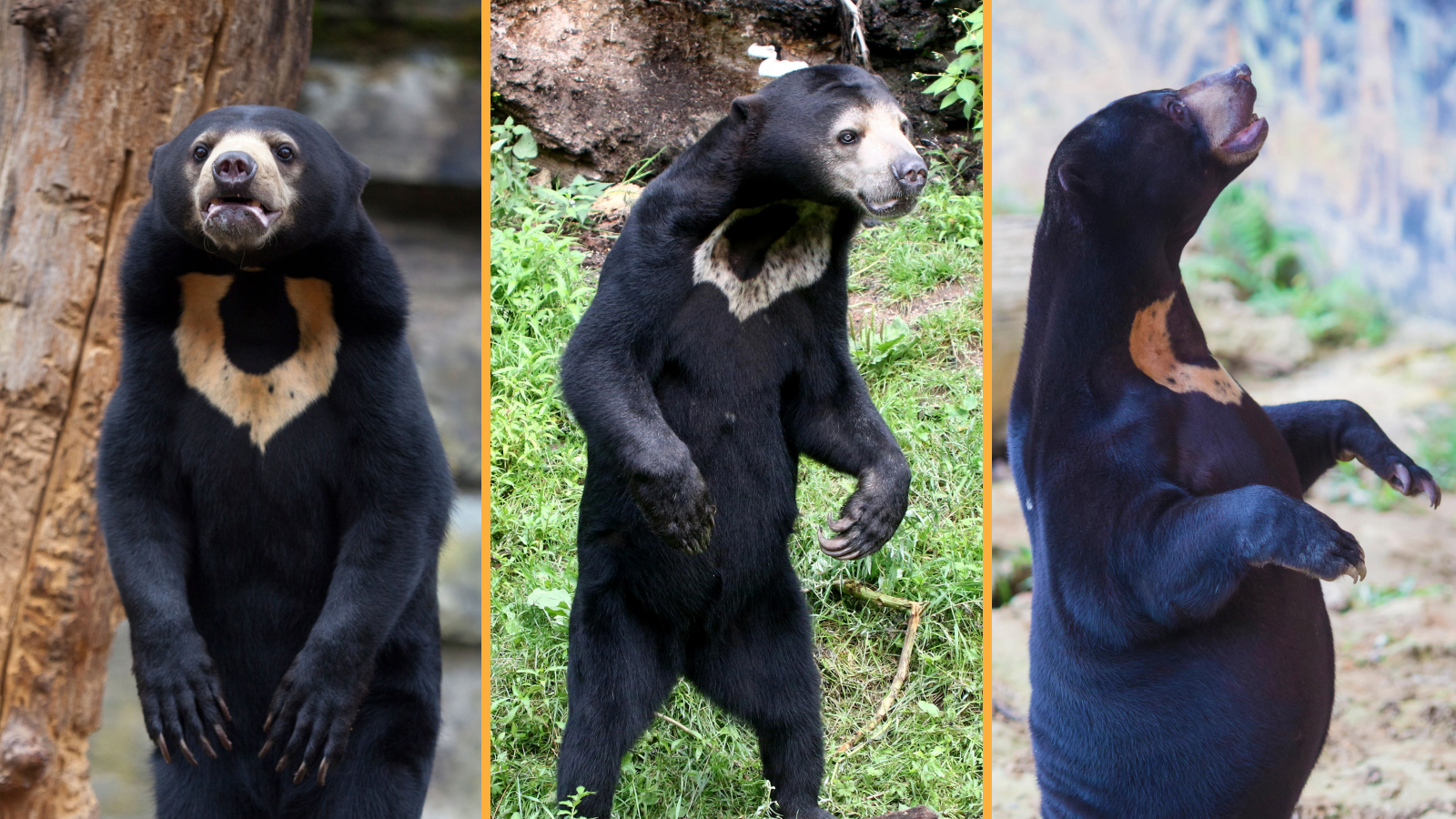 Sun bear: The little carnivores that look so similar to humans they've been mistaken for people wearing costumes