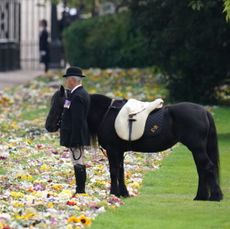 Emma the pony at Queen Elizabeth's funeral