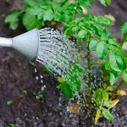 watering can watering potato plants