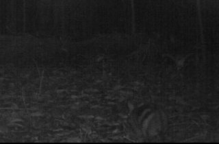 Sumatra striped rabbit images, rare rabbits, what is the rarest rabbit, animals, endangered species photos, camera trap photos