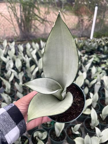 Moonshine Snake Plant &amp;ndash; Sansevieria Moonshine &amp;ndash; Rare Silvery Foliage &amp;ndash; Easy Care Air Purifying Plant &amp;ndash; Live Plant in 4&amp;rdquo; Pots