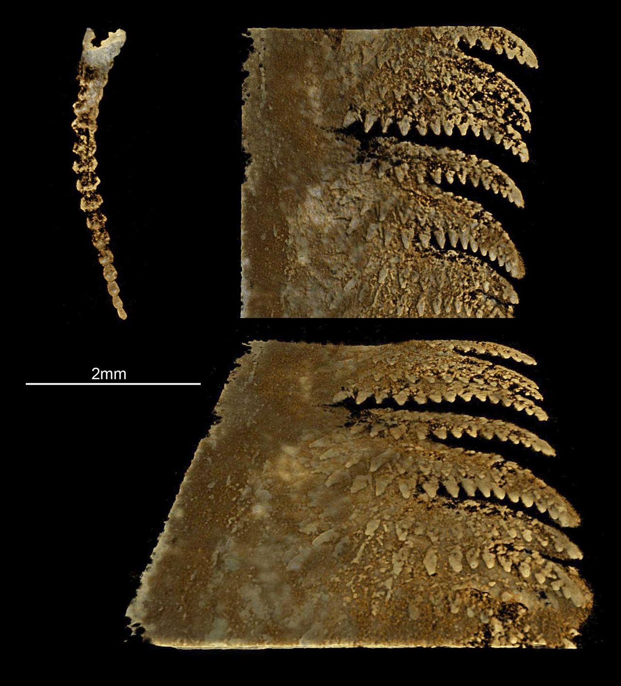 The antenna (left) of Xiaocaris luoi has 18 segments, while the legs (right) each have up to 15 dagger-like spines.