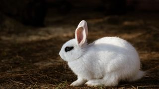 Blanc de hotot bunny