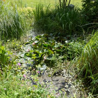 a close up of a wild garden pond with lily pads and pink flowers