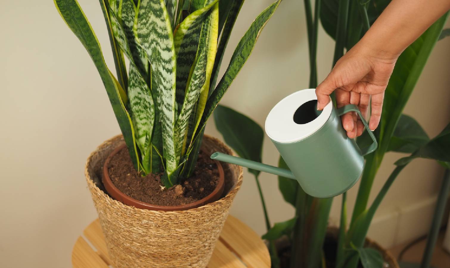 Watering snake plant