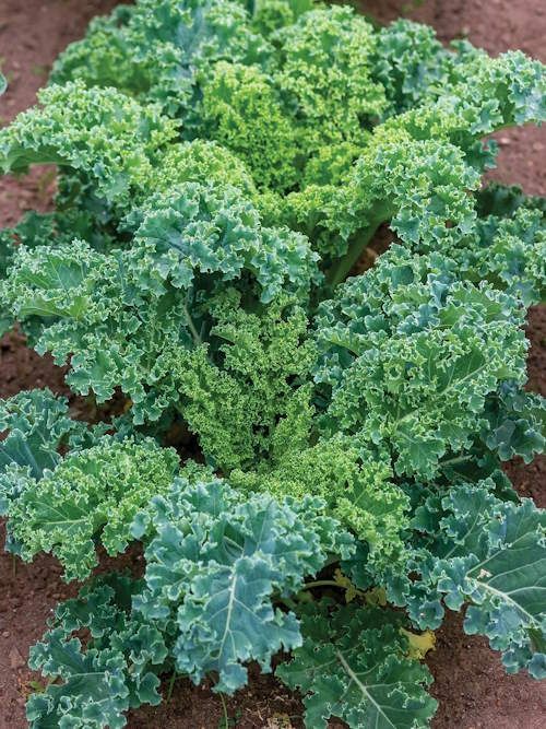 How to grow kale in pots - expert tips for great harvests | Homes & Gardens