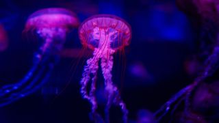 Glowing jelly fish in an aquarium