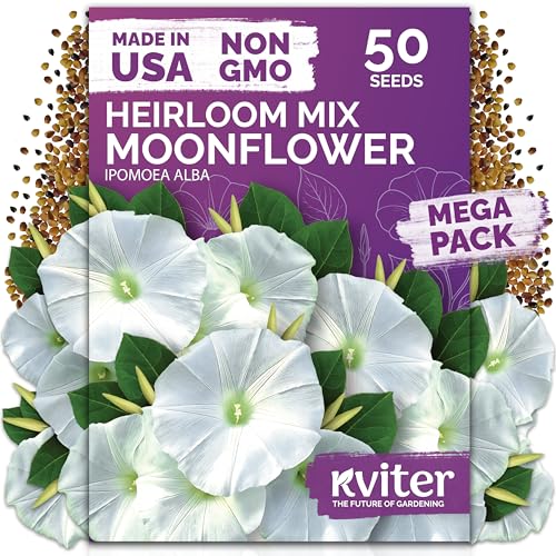 Kviter 50 Moonflower Seeds for Planting (ipomoea Alba) &ndash; White Morning Glory Seed Packets, Moon Flowers &ndash; Heirloom Vine White Flower Seeds Climbing Plants for Containers Indoor &amp; Outdoor Flower Garden