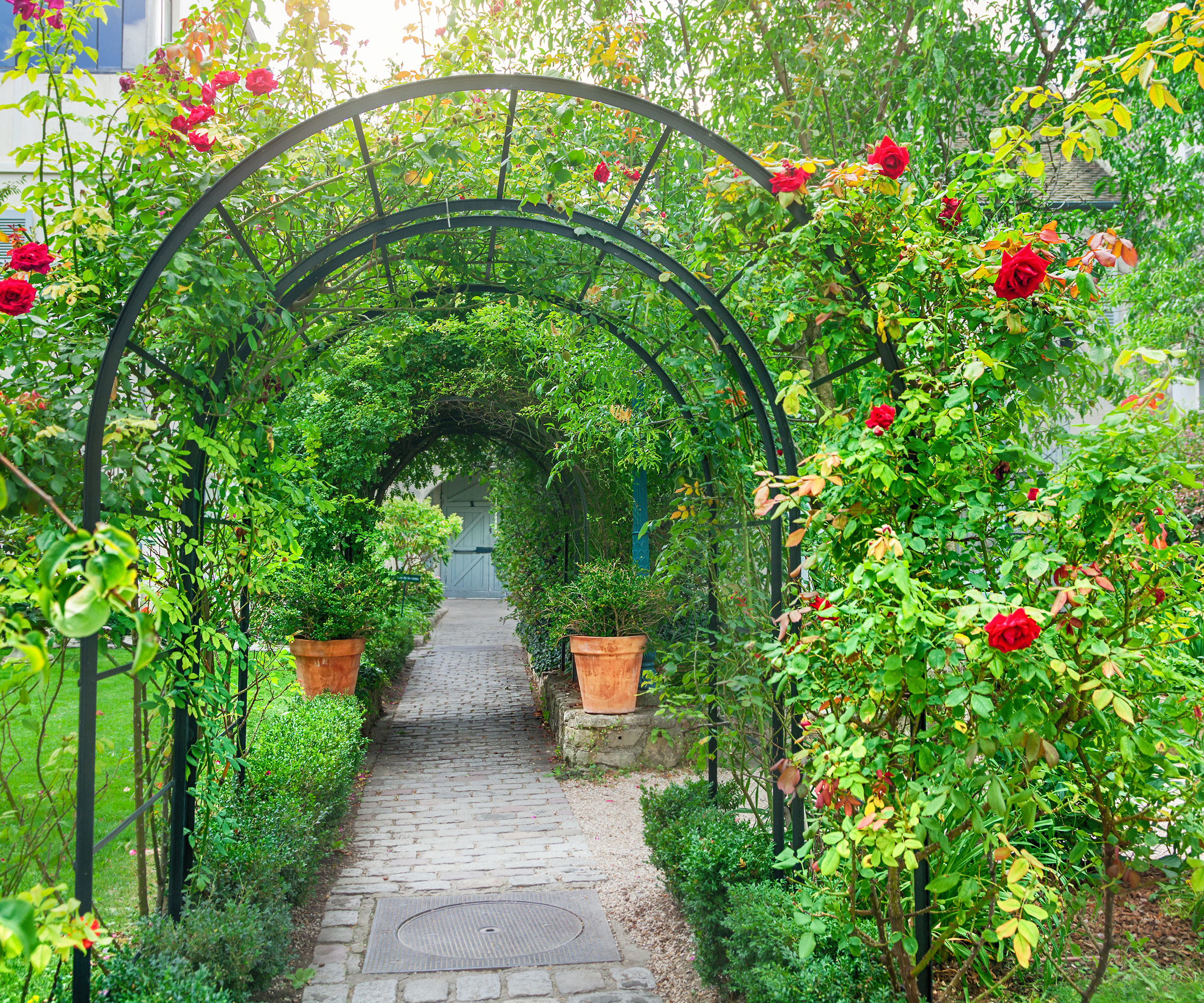 red roses climbing vertically over arched trellis frame